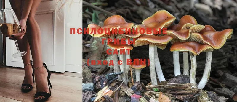 Галлюциногенные грибы Cubensis  где найти наркотики  Калуга 